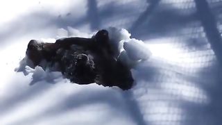 Grizzly Bear emerges from his winter den