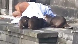 Otters not letting the orangutan sleep