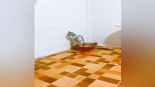New-Funny-Videos