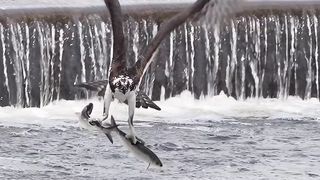 Freddy the osprey strikes gold with a double catch !!! Freddy is in his fish catching glory !!!