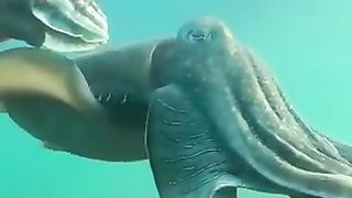 Close up with the giant cuttlefish   ???? breeesea