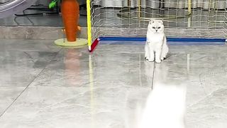 Why you should have a cat
