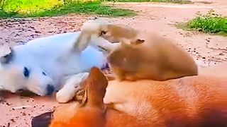 Fanny ???? animal video