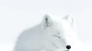 Arctic foxes