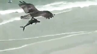 In case you’ve never seen an Osprey flying with a Spanish Mackerel before.