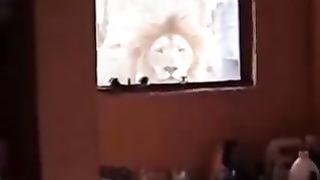 A man wakes up and finds a lion looking at him through his window.