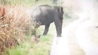 The tiger stopped and waited until the elephants crossed the road.
