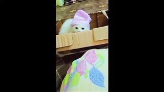 ???????????? cutest cat video