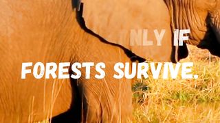 Exploring the World of Elephants#quotes