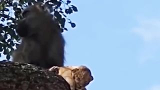 Pitiful_ Angry Baboons Torture Lion Family To Death To Avenge Baby Baboons