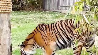 Nothing stands in the way of a tiger and its next meal ????