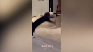 New Funniest Cats And Dogs Videos ???? Best Of The 2024 Funny Animal Videos ???? - Cutest