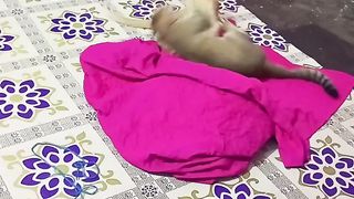 Cat love