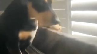 FUNNY ANIMALS ???? CATS, DOGS, BIRDS and other PETS ???????????? New Funniest Animals Videos