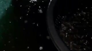 Sortir bibit lele yang aman itu MALAM hari