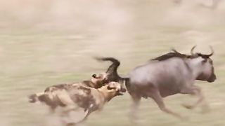 Predatory wild dogs chase their prey