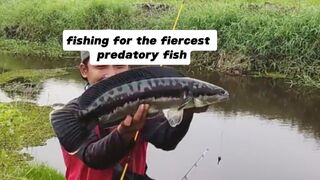 fishing for the fiercest predatory fish