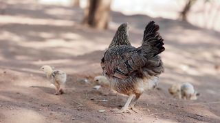 Pure Desi hen