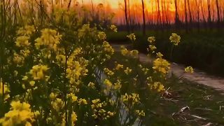 Nature beauty of sunset view..