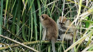 monkey
