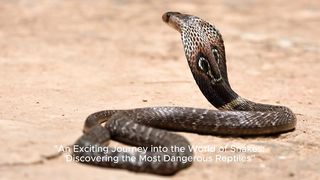 "An Exciting Journey into the World of Snakes: Discovering the Most Dangerous Reptiles"