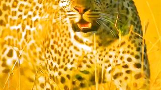 Animals videos fighting animals