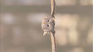 Owl bird