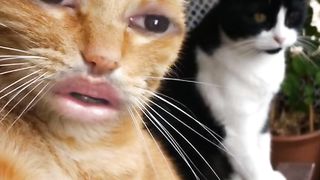 ????????