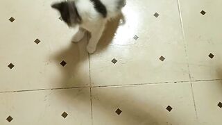 Best cat.
