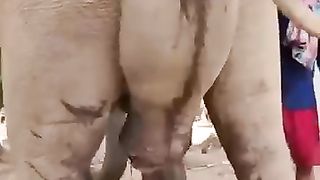 Funny video  #funny #cat #catfunny #feed #febspot #shorts #trending #shortsvideos #music #dance