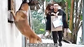 Funny video  #funny #cat #catfunny #feed #febspot #shorts #trending #shortsvideos #music #dance #dogfunny