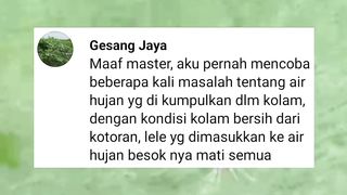 Air HUJAN untuk budidaya lele itu BISA tapi diproses dulu