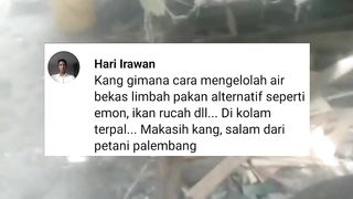 Kang, Bagaimana cara ngolah air kolam yang pakannya EMON REBUS atau IKAN RUCAH❓