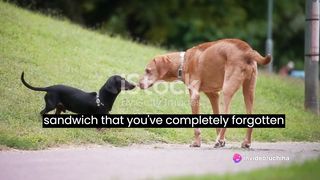 Superior sense of smell / "Unveiling the Superpower: Inside the World of Dogs' Superior Sense of Smell"