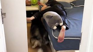 Funny dog