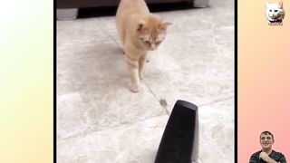 Funny cat videos 2024????????The most beautiful friendship in life #cat #dog