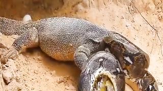 "Epic Battle: Nemas vs. The Giant Snake"