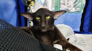 Ориентальный кот экстремального типа