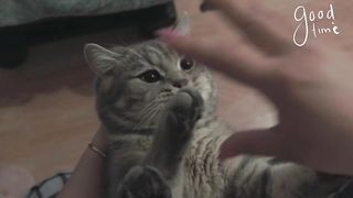 Good Time With Cat