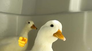 Funny vids