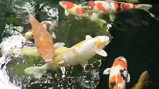Butyfull fish