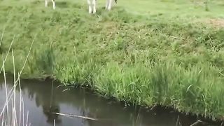 look at this cow swimming
