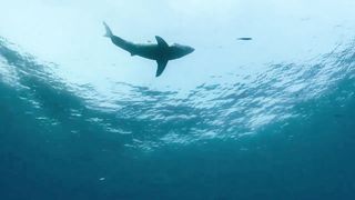 Apex Predator showdown: Orca vs Great White Shark