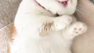 Cat in Good Mood...... Cute Cat