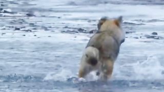 Fox hunting fish