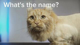 Cat Look Like A Lion