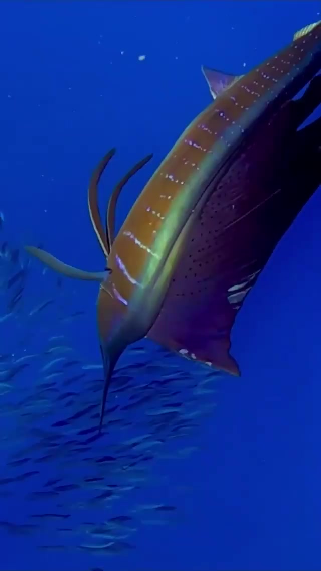 The faster fish on earth febspot