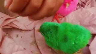 Hen baby