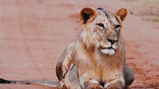 What is the name of this animal?