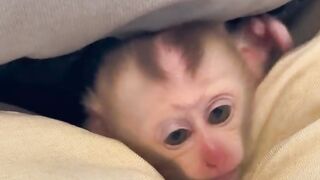 Monkey bathing part 1